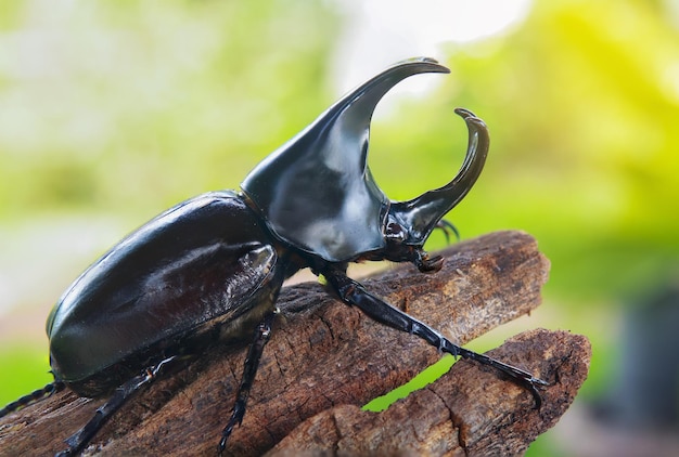 Scarabeo di cervo appollaiato su un ramo in natura