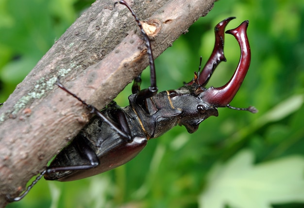 Scarabeo di cervo in una foresta di querce