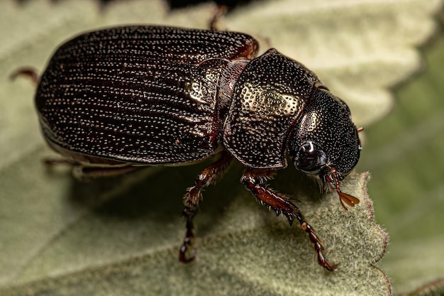 Scarabeo di Chafer foglia brillante adulto