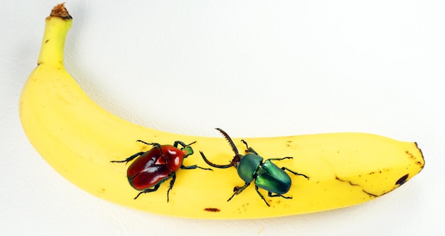 Scarabeo di fiori di Reg Torynorrhina flammea, scarabeo di cervo verde Lamprima adolphinae su banana. Entomologia