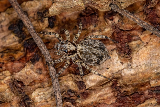 Scarabeo di frusta adulto del genere Paederus