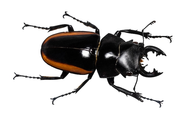 Scarabeo di maschio di Lucanus cervus isolato su bianco.