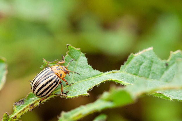 Scarabeo di patata del Colorado che mangia una foglia