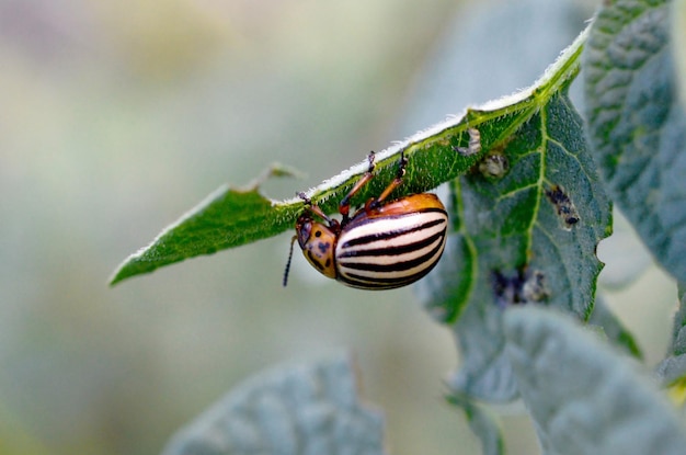 Scarabeo di patata del Colorado Leptinotarsa decemlineata strisciante su foglie di patata