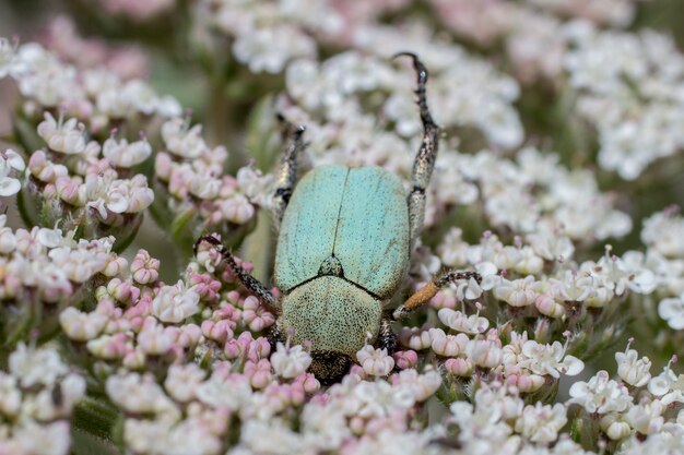 Scarabeo di rinforzo rosa verde (Cetonia aurata)