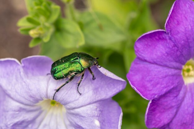 Scarabeo dorato di Cetonia aurata su fiori di petunia viola Bellezza della natura