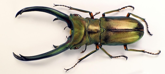 Scarabeo gigante Cyclommatus epahus dall'Indonesia isolato su bianco. Lucanidi. Scarabeo da collezione