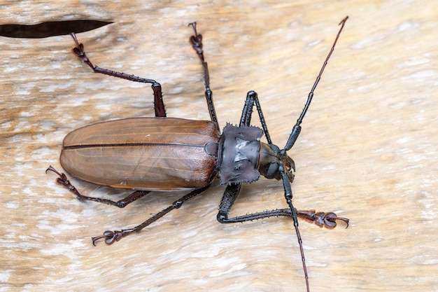 Scarabeo gigante delle Fiji dall'isola di Koh Phangan Thailandia Macro del primo piano Scarabeo gigante delle Fiji Xixuthrus heros è una delle più grandi specie di insetti viventiGrandi specie di coleotteri tropicali