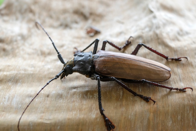 Scarabeo gigante delle Fiji dell'isola di Koh Phangan, Thailandia. Primo piano, macro. Il coleottero gigante dalle lunghe corna delle Fiji, Xixuthrus heros è una delle più grandi specie di insetti viventi. Grandi specie di coleotteri tropicali