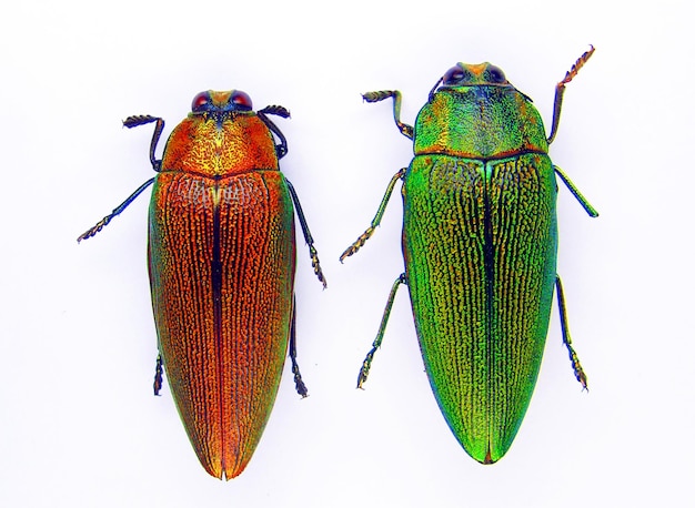 Scarabeo gioiello rosso e verde Steraspis congolana isolato su macro bianca. Bug Buprestidae da vicino