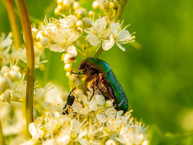 Scarabeo insetto su un fiore di una pianta di campo bianco