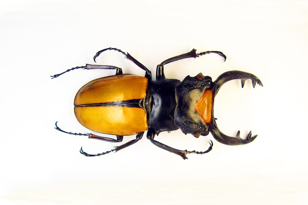 Scarabeo isolato su bianco. Cervo maschio giallo Odontolabis lacordairei macro. Lucanidae, lucano,