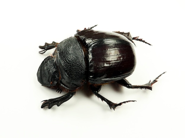 Scarabeo isolato su bianco. Heliocopris bucephalus macro primo piano, scarabaeidae, coleotteri