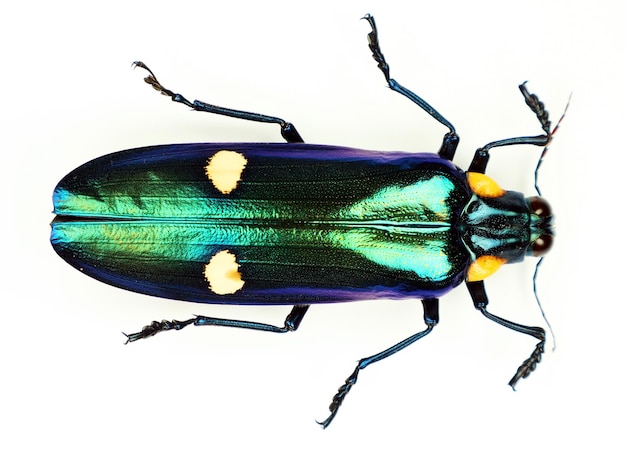 Scarabeo isolato su bianco. Primo piano del coleottero verde gioiello metallico Megaloxantha bicolore. Buprestidi