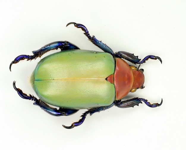 Scarabeo isolato su bianco. Scarabeo foglia rosso verde rotondo Chrysina erubescens macro raccolta insetti