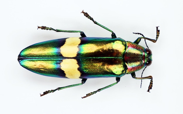 Scarabeo isolato su bianco. Verde metallizzato gioiello iridescente beetle Chrysochroa saundersi macro.