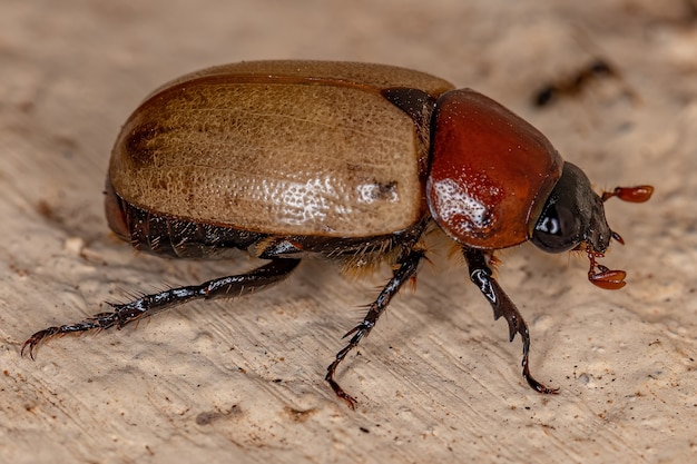 Scarabeo marrone adulto della famiglia Scarabaeidae