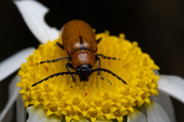 Scarabeo marrone su un fiore a margherita in un giardino