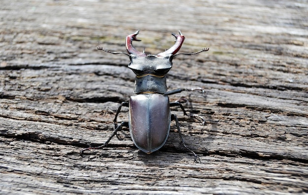 Scarabeo maschio con mascelle lunghe e affilate nella foresta selvaggia