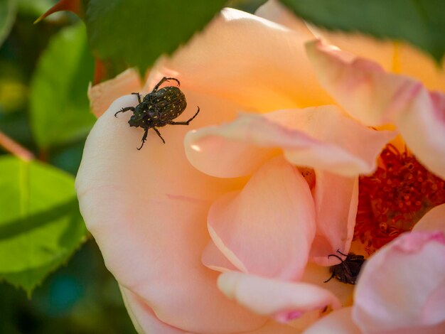 Scarabeo nero Oxythyrea funesta che mangia le rose in Grecia