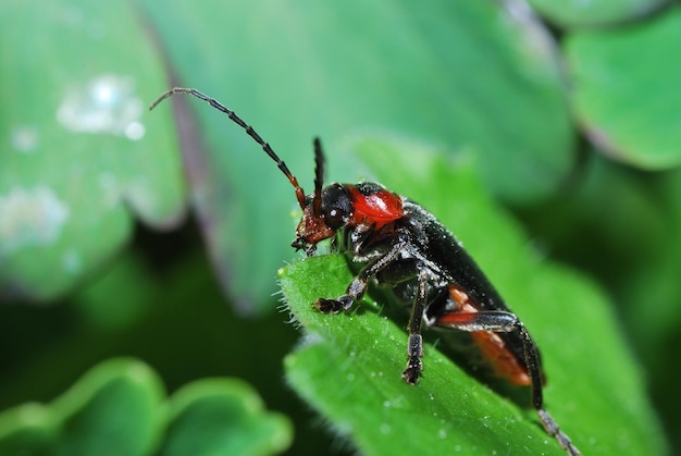 Scarabeo nero rosso sopra