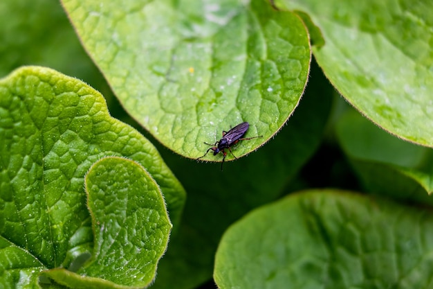 Scarabeo nero su foglia verde della pianta