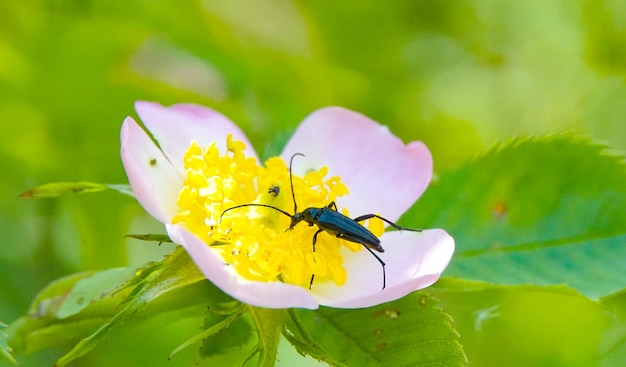 scarabeo nero su un fiore di rosa canina