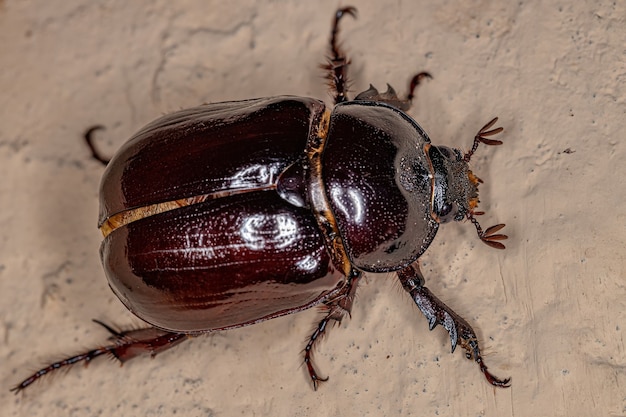 Scarabeo rinoceronte femmina adulta della sottofamiglia Dynastinae