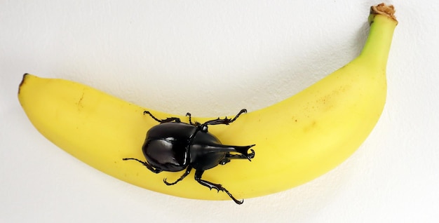 Scarabeo rinoceronte Xylotrupes digeon su banana. Coleotteri da riproduzione. Dinastidi. Dinastine. Coleotteri