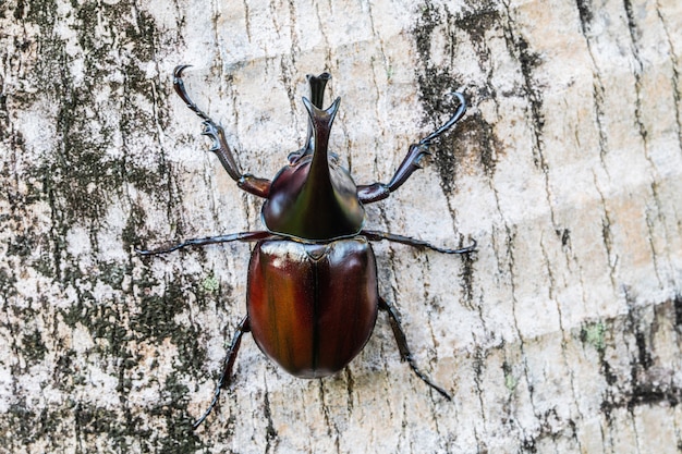 Scarabeo, Scarabeo Ercole, Scarabeo rinoceronte, Scarabeo Unicorno, Scarabeo Corno, sull&#39;albero.