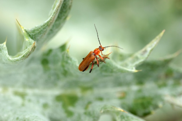 Scarabeo soldato rosso su spina