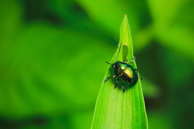 Scarabeo su foglia verde