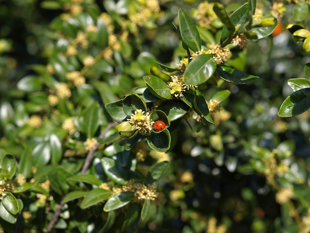 Scarabeo su un albero