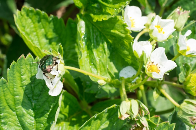 Scarabeo su un fiore di fragola