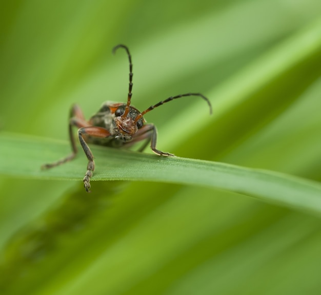 Scarabeo sulla foglia verde