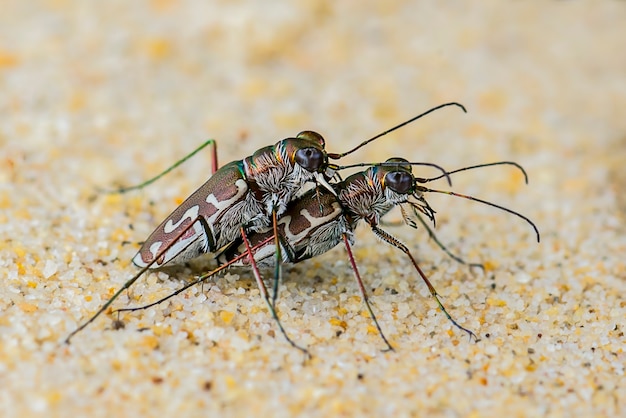 scarabeo tigre che si accoppia sulla sabbia