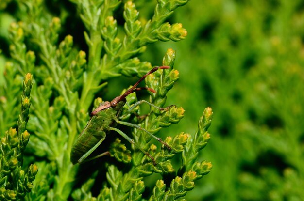 Scarabeo verde su un cespuglio verde