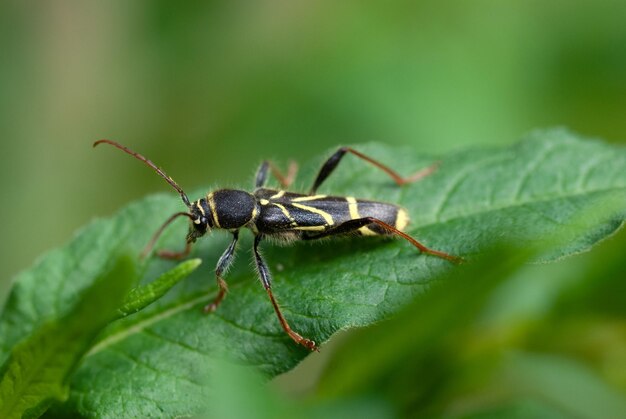 Scarabeo vespa Clytus arietis che striscia su una foglia verde