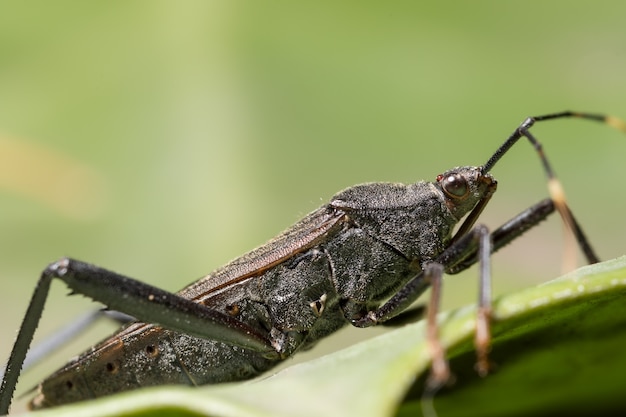 scarafaggio bug predatore wildlife entomologia macro