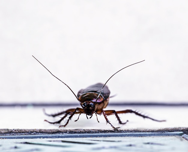 Scarafaggio che entra in uno scarico bagno sporco Scarso problema di igiene con parassiti e insetti a casa macrofotografia