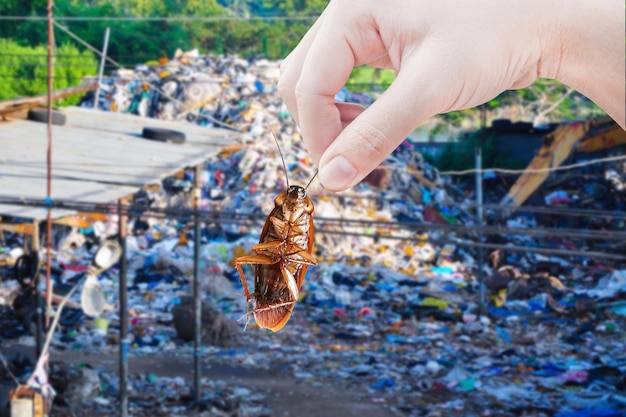 scarafaggio con i grandi rifiuti di montagna dei rifiuti eliminano lo scarafaggio in città Malattia dei portatori di scarafaggi