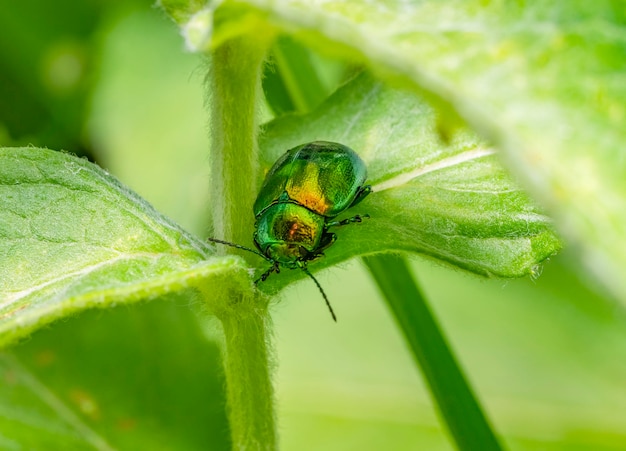 Scarafaggio delle foglie di menta