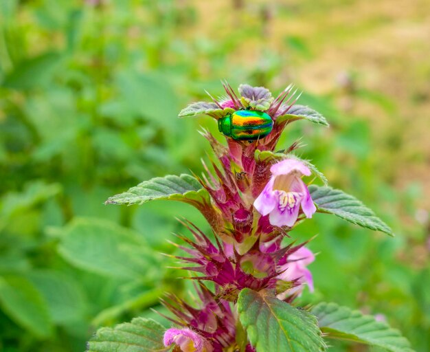 Scarafaggio delle foglie di nettle