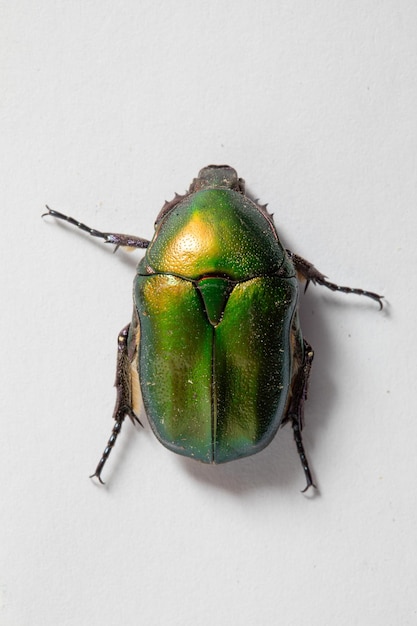 Scarafaggio verde iridescente su sfondo bianco