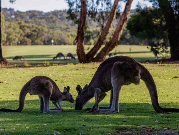 Scarica gratuitamente l'immagine del concetto di conservazione della fauna selvatica