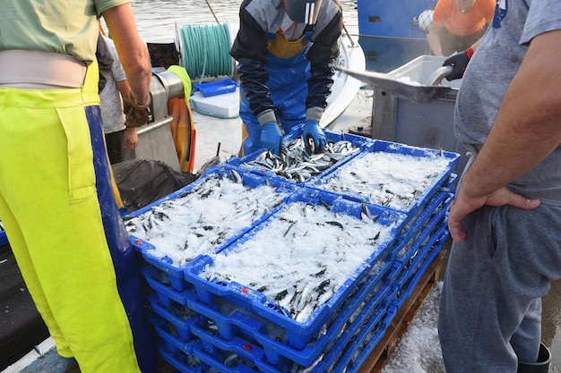 Scarico del pesce nel porto di La Escala Costa Brava provincia di Girona Catalogna Spagna