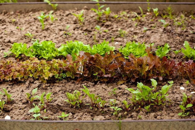 Scatola da letto vegetale in legno con terreno nel giardino di casa Ecologia e concetto di homegrowing