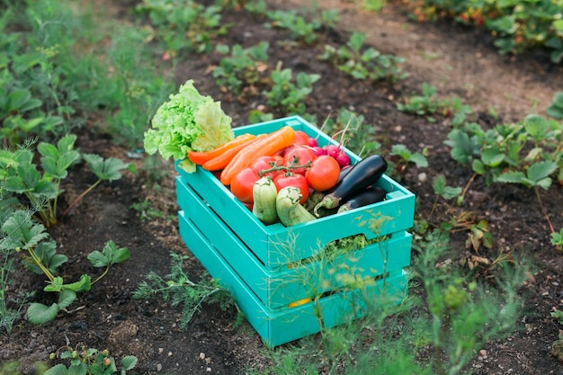 Scatola di legno con verdure fresche di fattoria all'aperto nella raccolta e giardinaggio del giardino