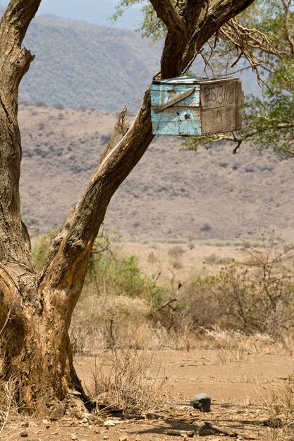 Scatola di legno in albero nel Serengeti, Tanzania, Africa