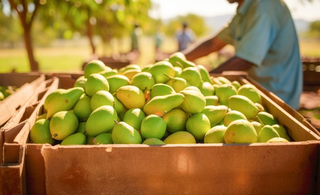 Scatola di legno piena di pere con lavoratori agricoli in una giornata di sole